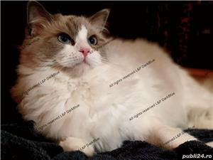 RAGDOLL pisici rasă pură cu acte de origine  - imagine 8
