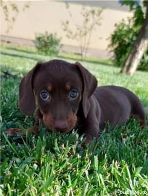 Teckel tekel techel ciocolatiu  - imagine 2