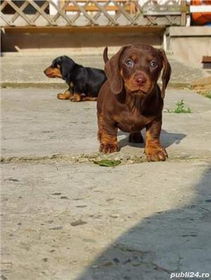 Teckel tekel techel ciocolatiu 