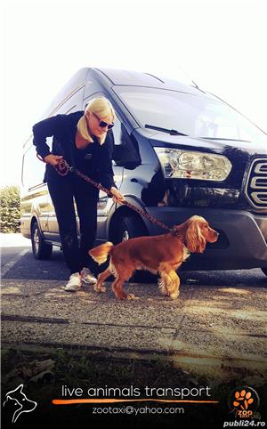 Transport caini,pisici Anglia Franta Germania  - imagine 3
