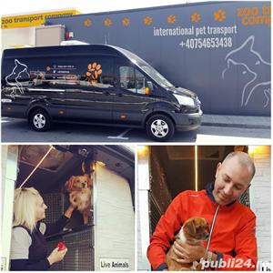 Transport caini,pisici Anglia Franta Germania  - imagine 9