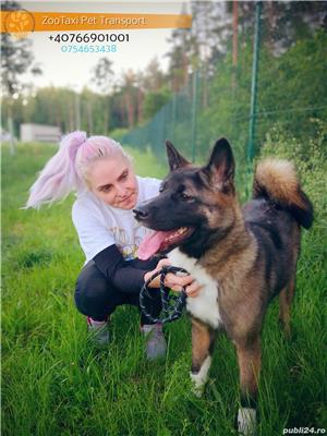 Transport caini,pisici Anglia Franta Germania  - imagine 4