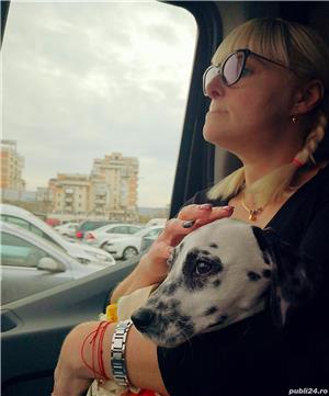 Transport caini,pisici Anglia Franta Germania  - imagine 5