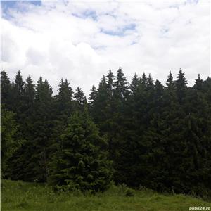 Plimbare cu căruta lângă Băile Tusnad, aproape de lacul Sfânta Ana din Lăzăresti, jud. Harghita - imagine 6