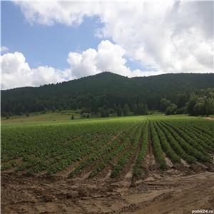 Plimbare cu căruta lângă Băile Tusnad, aproape de lacul Sfânta Ana din Lăzăresti, jud. Harghita - imagine 9
