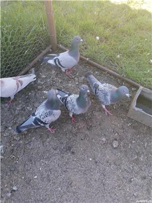 Voiajori  - imagine 5