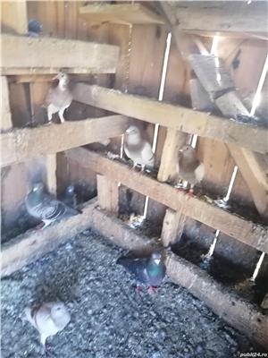 Voiajori  - imagine 2