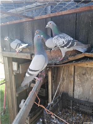 Voiajori  - imagine 4