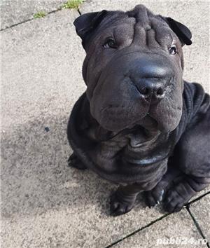 Vand shar-pei 