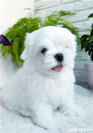 Bichon Maltez talie Toy, albi ca zăpada 