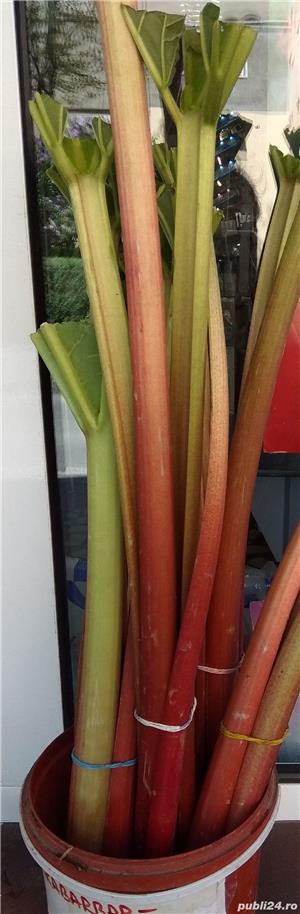 RABARBĂR proaspăt (rubarbă). De grădină