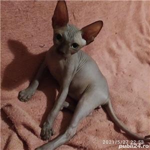 Pisică Sphynx cu pedigree - imagine 1