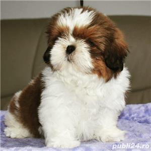 Shih-Tzu calitate premium,  2 luni - imagine 1