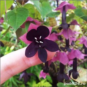  rhodochiton violet - seminte - decorativ:are un rol ornamental superb 1 samanta =3 lei - imagine 1