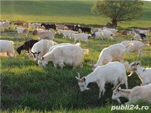 Carne de capra/ied în Arad si Timisoara
