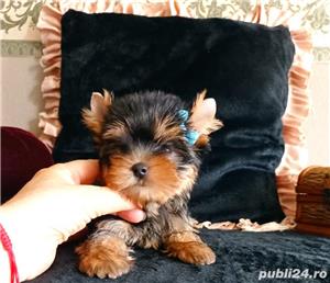 Yorkshire Terrier talie Toy, părinți cu pedigree tip A  - imagine 1