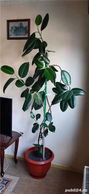 Vand Ficus,plantă decorativă.Preț 300 lei negociabil.