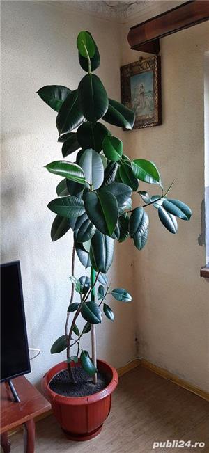 Vand Ficus,plantă decorativă.Preț 300 lei negociabil. - imagine 2