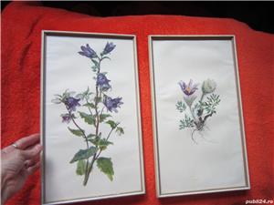 tablou vintage, temă botanică,anii '50 ,rama lemn ,made in Germany