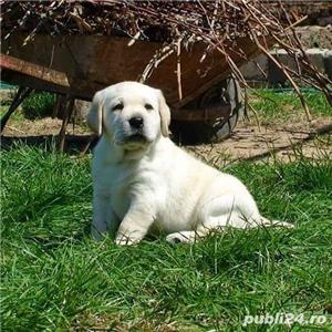 Labrador Retriever varietatea aurie, par scurt,  2 luni