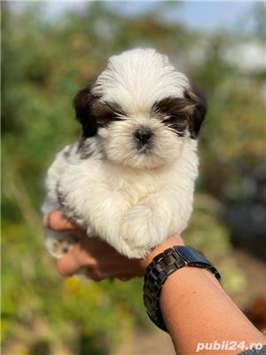 Shih-Tzu talie Toy,  linie genetica pura din părinți cu pedigree  - imagine 2