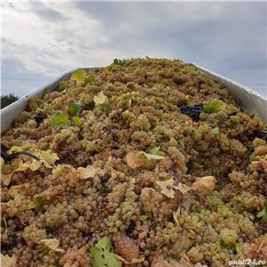 Vin alb  si roze natural,  produs tradițional, direct de la producător - imagine 4