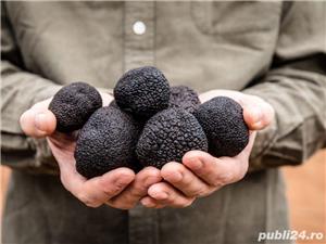 comercializam trufe negre 