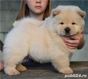 Chow-Chow linie robustă, genetic pur, 2 luni