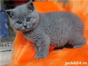 Pisici British Shorthair Blue din parinti cu pedigree