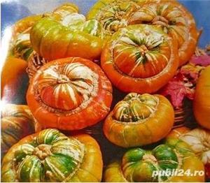 10Seminte de Dovleac decorativ Turban mixt / Dovleac decorativ palarie de clovn- Planta cataratoare  - imagine 2