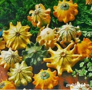 10Seminte de Dovleac decorativ Turban mixt / Dovleac decorativ palarie de clovn- Planta cataratoare  - imagine 3