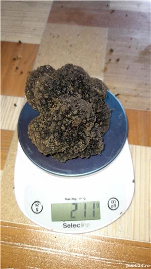 Caini trufe dresați lagooto - imagine 5