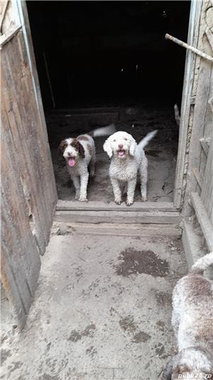 Caini trufe dresați lagooto - imagine 2