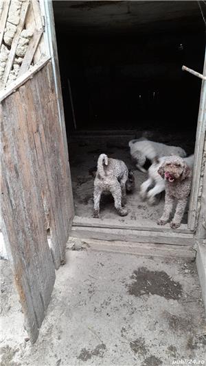 Caini trufe dresați lagooto