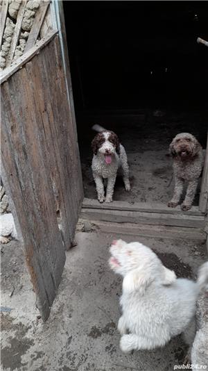 Caini trufe dresați lagooto - imagine 3