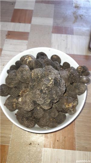 Caini trufe dresați lagooto - imagine 4