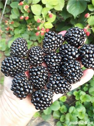 Mure de cultura dulci Thornfree