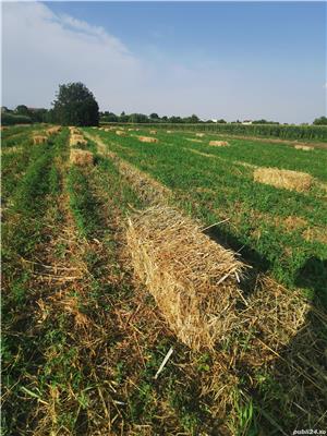 Porc rasa pura Mangalița  SACRIFIC  LA CERERE - imagine 6