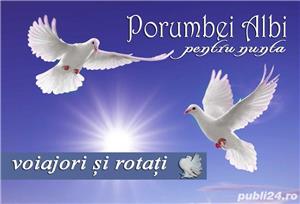 inchiriez porumbei vioajori si rotati pt. nunta - nunti , botez alte evenimente