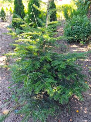 Vind brazi pt nunta; buxus pentru garduri vii - imagine 2