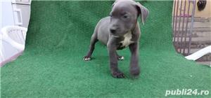 Vand amstaff amstaf  blue gri albastru  - imagine 2