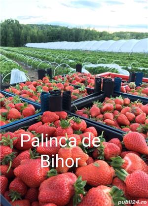 Vând pălincă de Pere, Prune, Struguri, Căpșuni, Gutui, Cireșe amare  - imagine 2