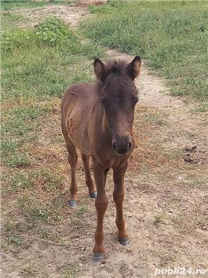 Vind ponei frumosi si sanatosi .    - imagine 2