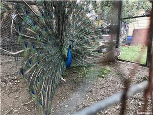 Pauni de vanzare - imagine 5 Pauni de vanzare - imagine 5