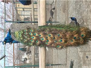 Pauni de vanzare - imagine 4 Pauni de vanzare - imagine 4