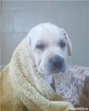 Pui labrador Canisa FCI - imagine 7