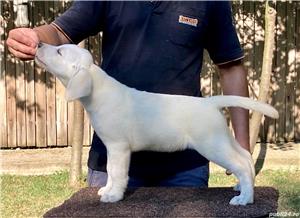 Pui labrador Canisa FCI - imagine 5