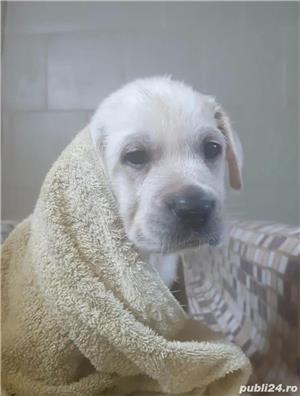 Labrador pui cu pedigree  - imagine 4