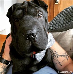 Shar-pei sharpei shar pei 