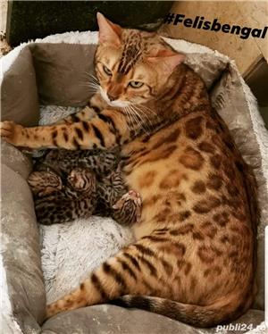 de vanzare pui pisica bengaleza bengal cat - imagine 2